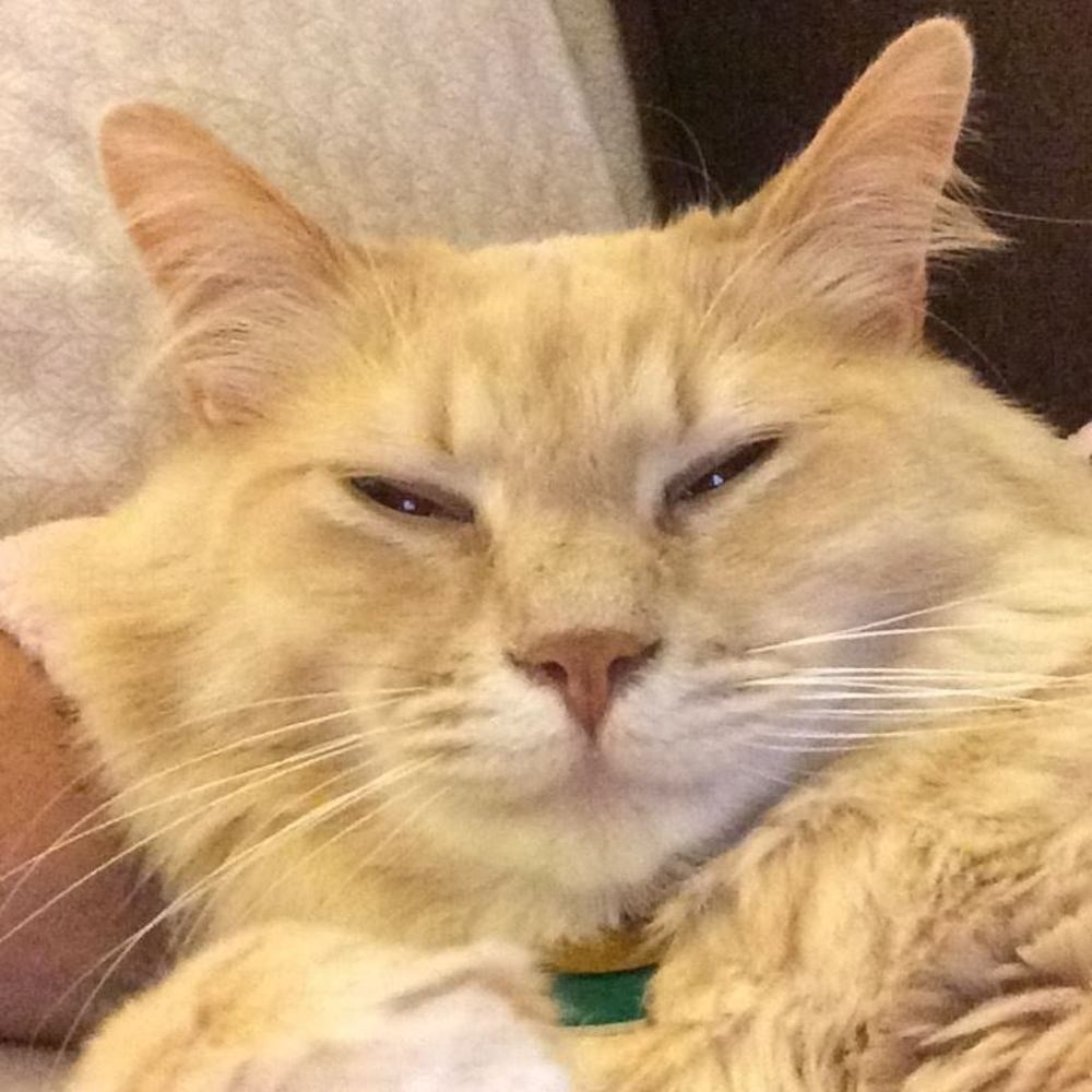 Meet your Posher, Leo